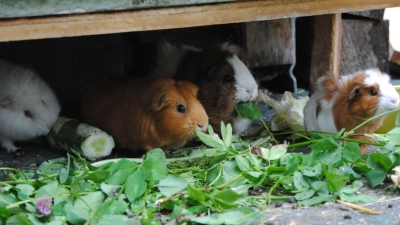 Knabber-Kollektiv: Meerschweinchen sind gesellige Tiere und fühlen sich in kleinen Gruppen besonders wohl. (Foto: Jennifer Jahns/dpa-tmn)