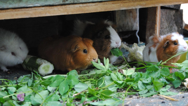 Knabber-Kollektiv: Meerschweinchen sind gesellige Tiere und fühlen sich in kleinen Gruppen besonders wohl. (Foto: Jennifer Jahns/dpa-tmn)