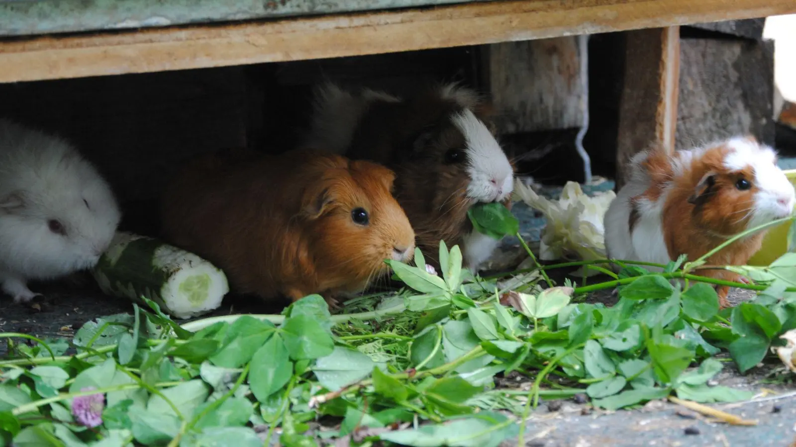 Knabber-Kollektiv: Meerschweinchen sind gesellige Tiere und fühlen sich in kleinen Gruppen besonders wohl. (Foto: Jennifer Jahns/dpa-tmn)