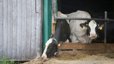 Ein politisch unabhängiger Tierschutzbeauftragter würde aus Sicht der Grünen helfen, das Leben für Tiere in Bayern zu verbessern. (Symboldbild) (Foto: Karl-Josef Hildenbrand/dpa)