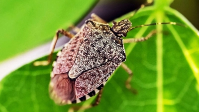 Harmlose Stinker: Diese Wanzen sind für uns Menschen ungefährlich, riechen aber fies, wenn sie in Gefahr sind – deshalb vorsichtig nach draußen bugsieren. (Foto: Uli Deck/dpa/dpa-tmn)