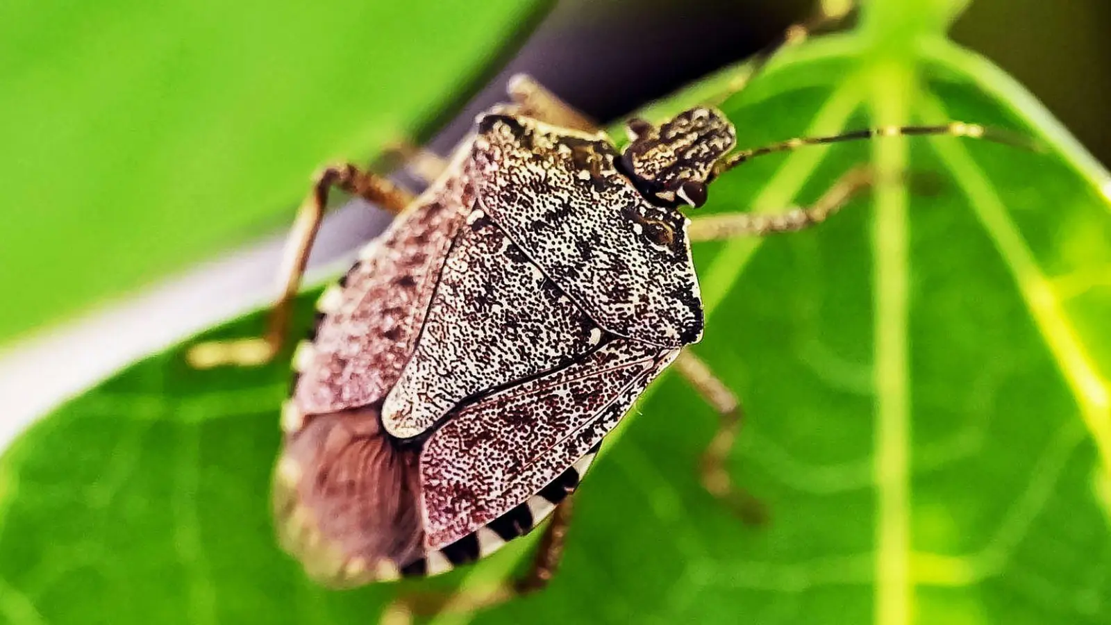 Harmlose Stinker: Diese Wanzen sind für uns Menschen ungefährlich, riechen aber fies, wenn sie in Gefahr sind – deshalb vorsichtig nach draußen bugsieren. (Foto: Uli Deck/dpa/dpa-tmn)