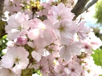 Eine Zierkirsche in voller Blüte (Foto: Christine Schweizer)