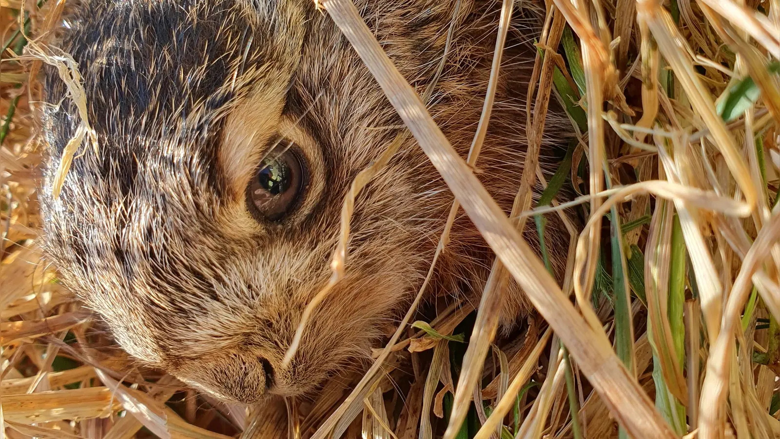 Vor allem junge Feldhasen werden häufig „Opfer“ von gut gemeinter Tierliebe, weil sie ohne das Muttertier vermeintlich verlassen auf Wiesen oder Feldern hocken. (Foto: Carmen Frisch)