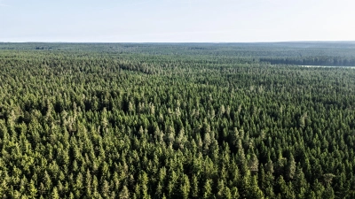 Der Wald in Deutschland bleibt laut einem neuen Bericht unter „Dauerstress“. (Archivbild) (Foto: Silas Stein/dpa)