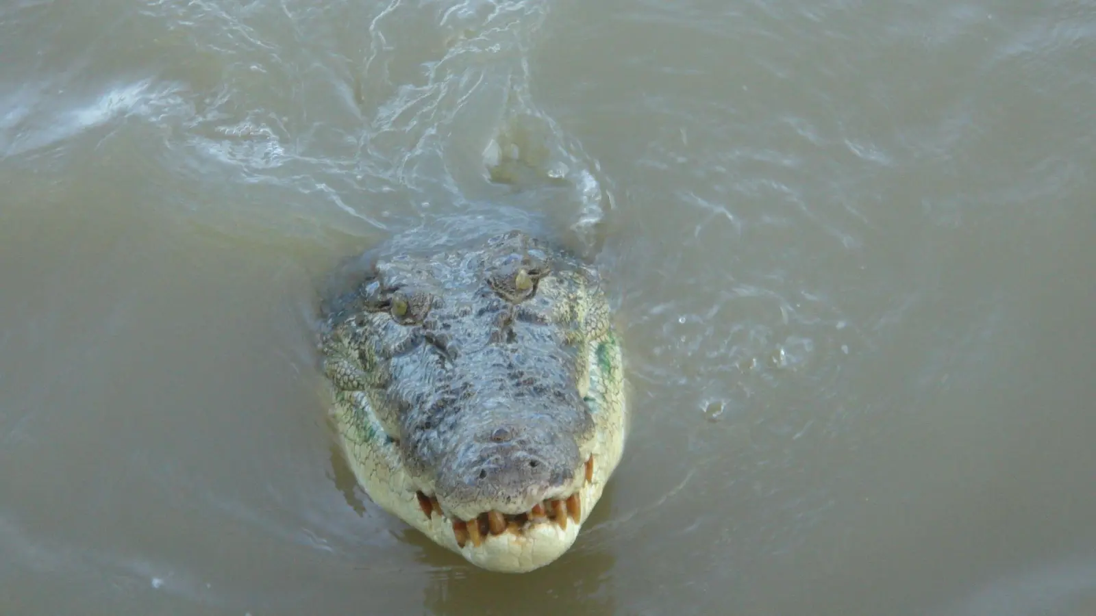 Nach dem Verschwinden eines Anglers in Australien gilt es als sehr wahrscheinlich, dass der Mann von einem Krokodil getötet wurde.  (Foto: Carola Frentzen/dpa)