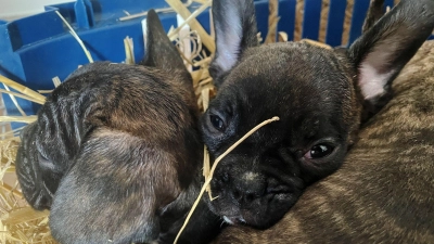 Die EU will strenger gegen illegalen Tierhandel vorgehen. (Symbolbild) (Foto: Paul Zinken/dpa)
