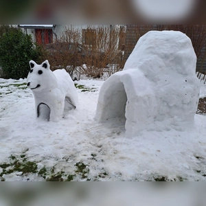 Schneehund - gesehen von Gabriele Henninger (Foto: Gabriele Henninger)