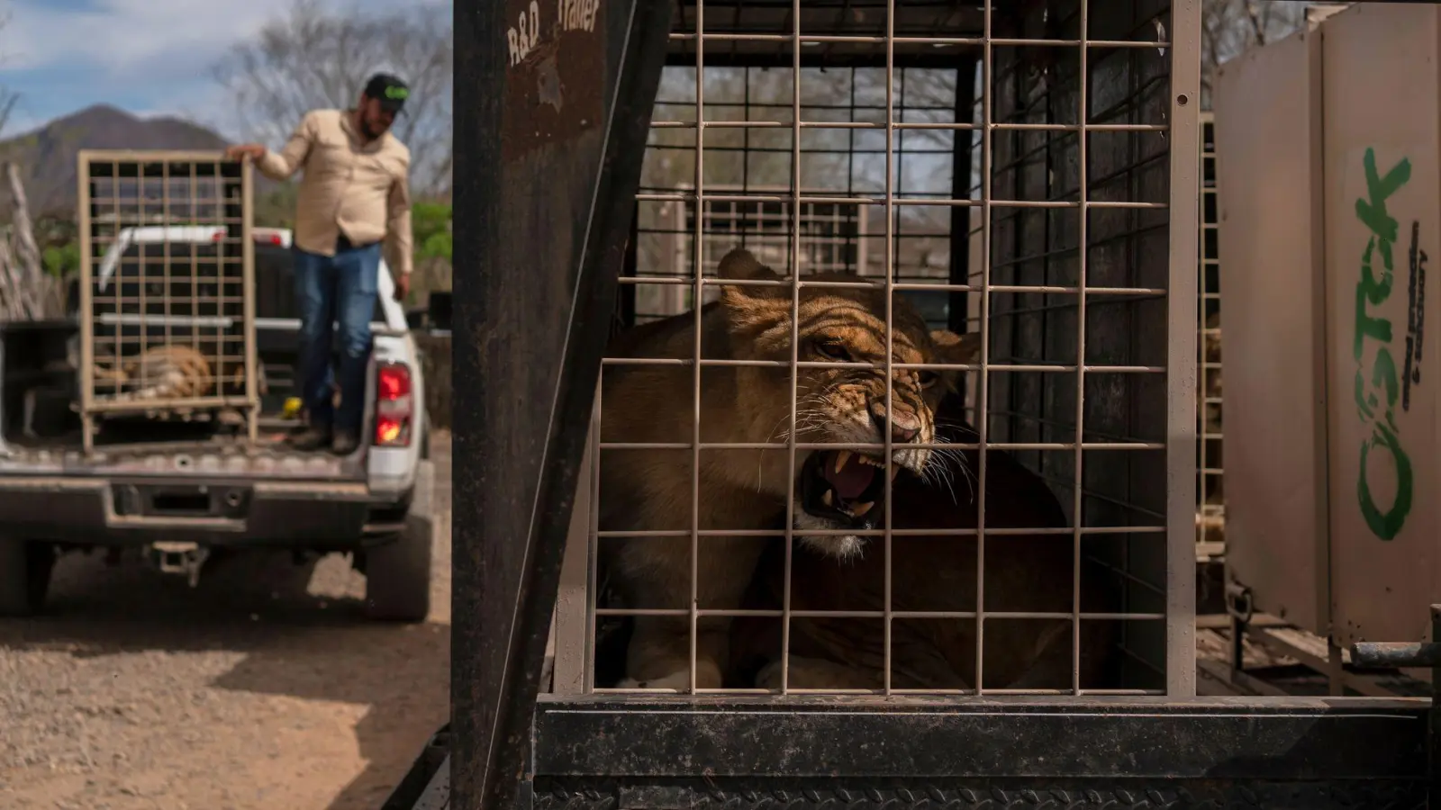 Das Wildtierreservat Ostok wurde 2021 gegründet. (Foto: Felix Marquez/AP/dpa)