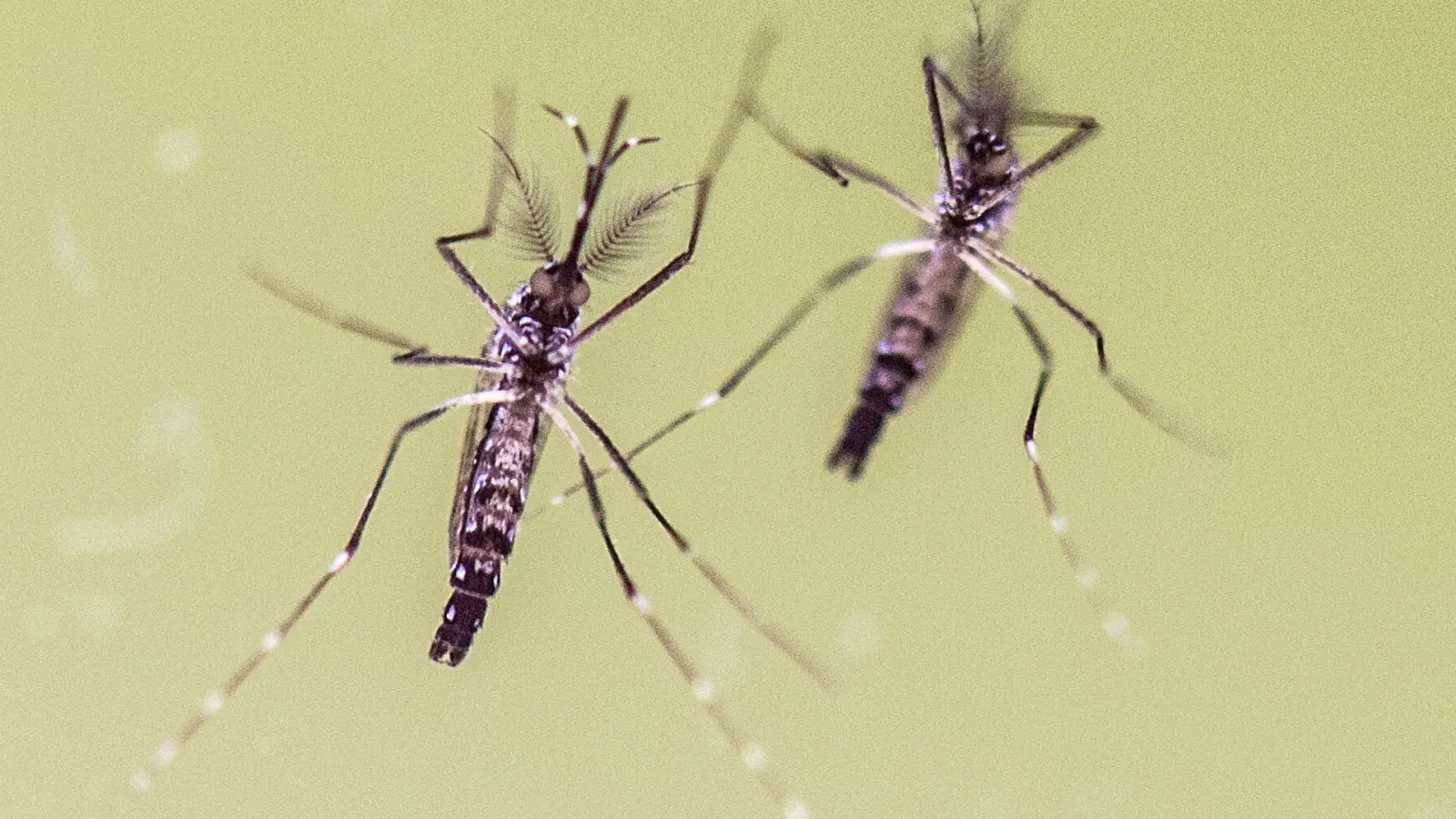 Die Ägyptische Tigermücke (Aedes aegypti) gilt als Hauptüberträger für das Dengue-Fieber. (Foto: Boris Roessler/dpa/dpa-tmn)