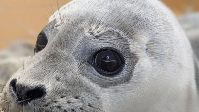 Die Seehundstation kümmert sich jedes Jahr um mehr als 150 kranke, mutterlose oder verletzte Seehunde. (Foto: Seehundstation Norddeich/dpa)