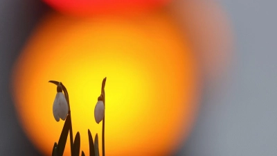 Der Frühling zeigt sich in der neuen Woche öfter.  (Foto: Thomas Warnack/dpa)