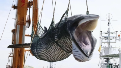 Ein Zwergwal wird in einem Hafen von einem Schiff gelöscht. (Foto: kyodo/dpa)