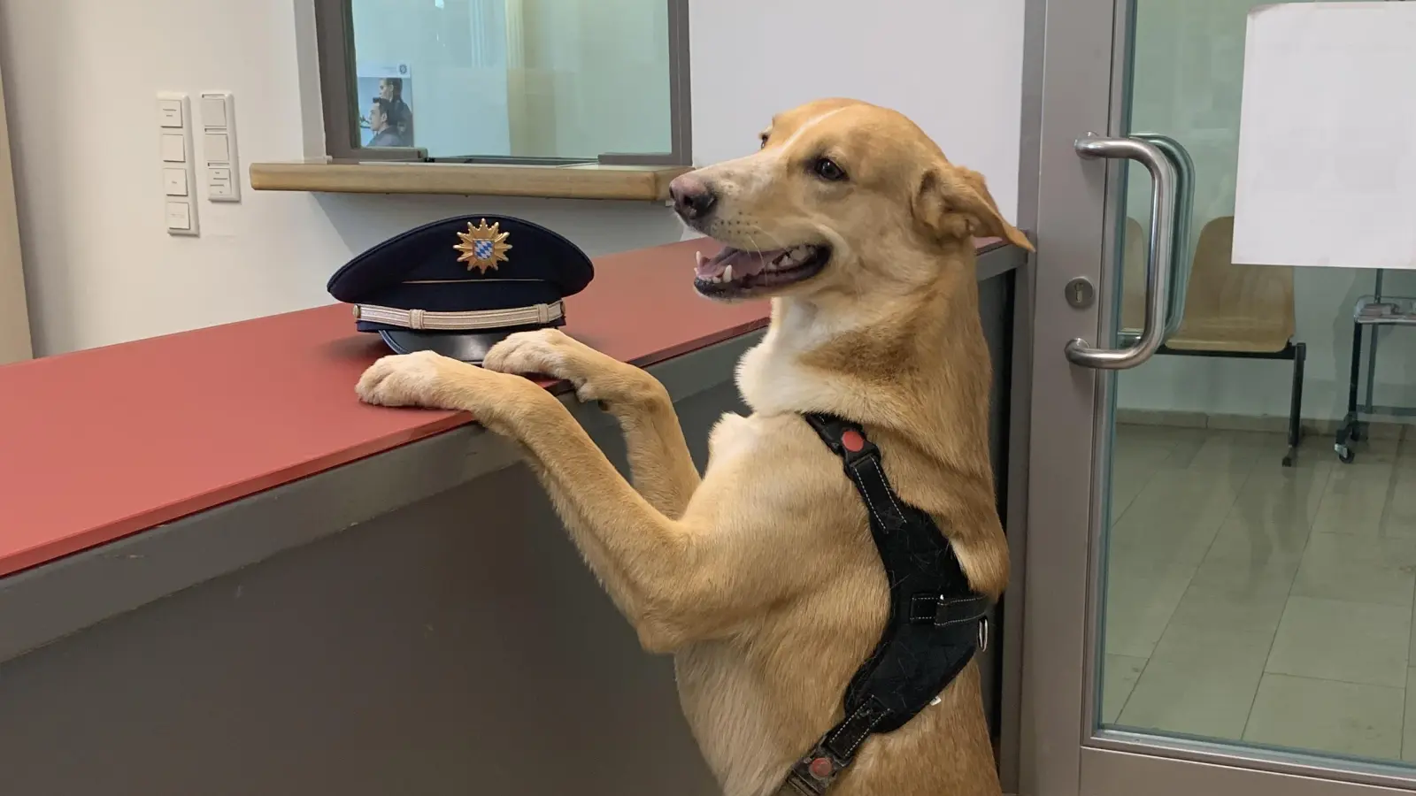 In der Polizeiinspektion Neustadt/Aisch durfte Jake auf seine Besitzer warten. (Foto: Polizeiinspektion Neustadt/Aisch)