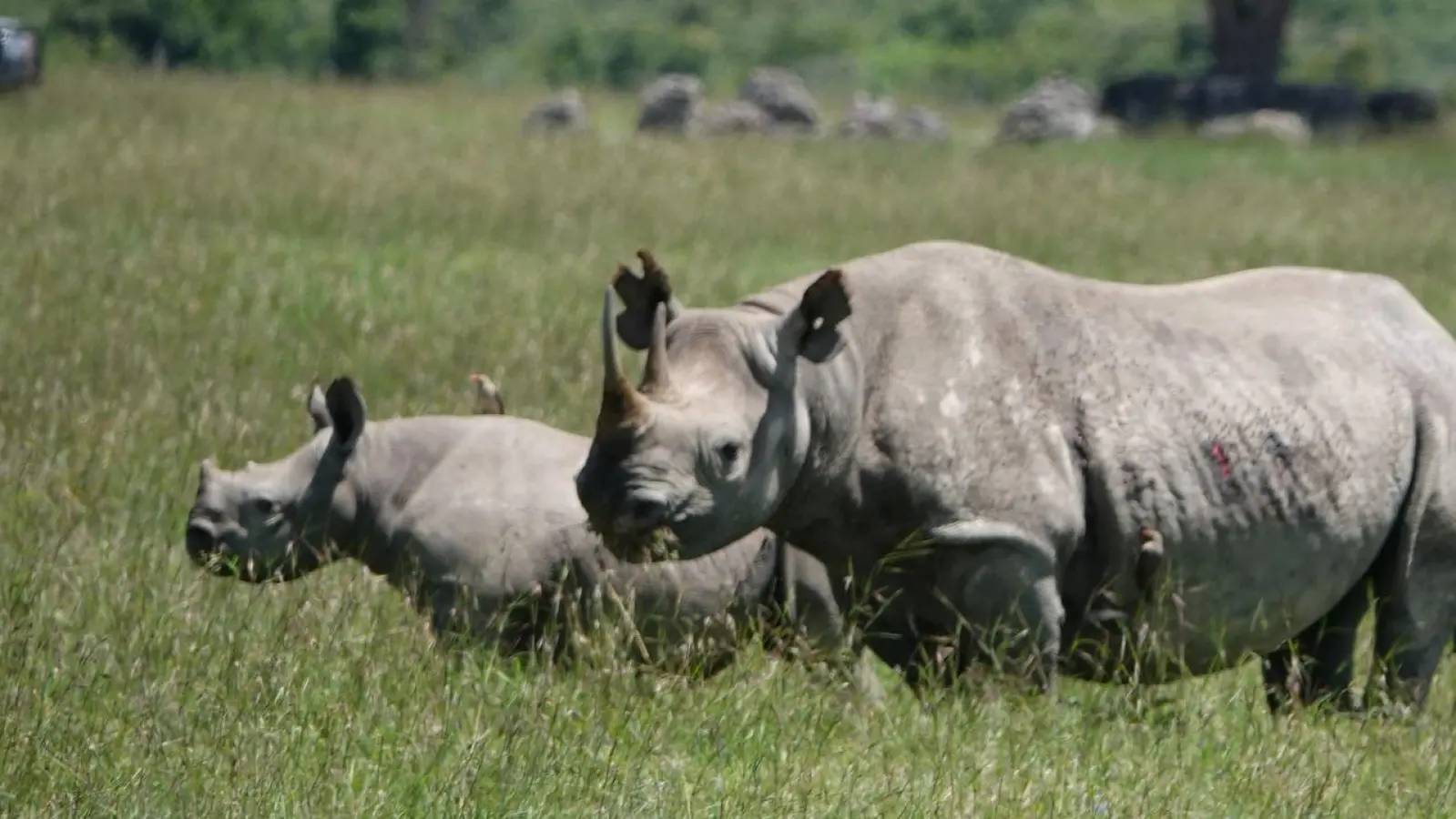 Die positiven Entwicklungen im Tierschutz sind sehr fragil, warnt die Internationale Union für Naturschutz. (Archivbild) (Foto: Eva-Maria Krafczyk/dpa)