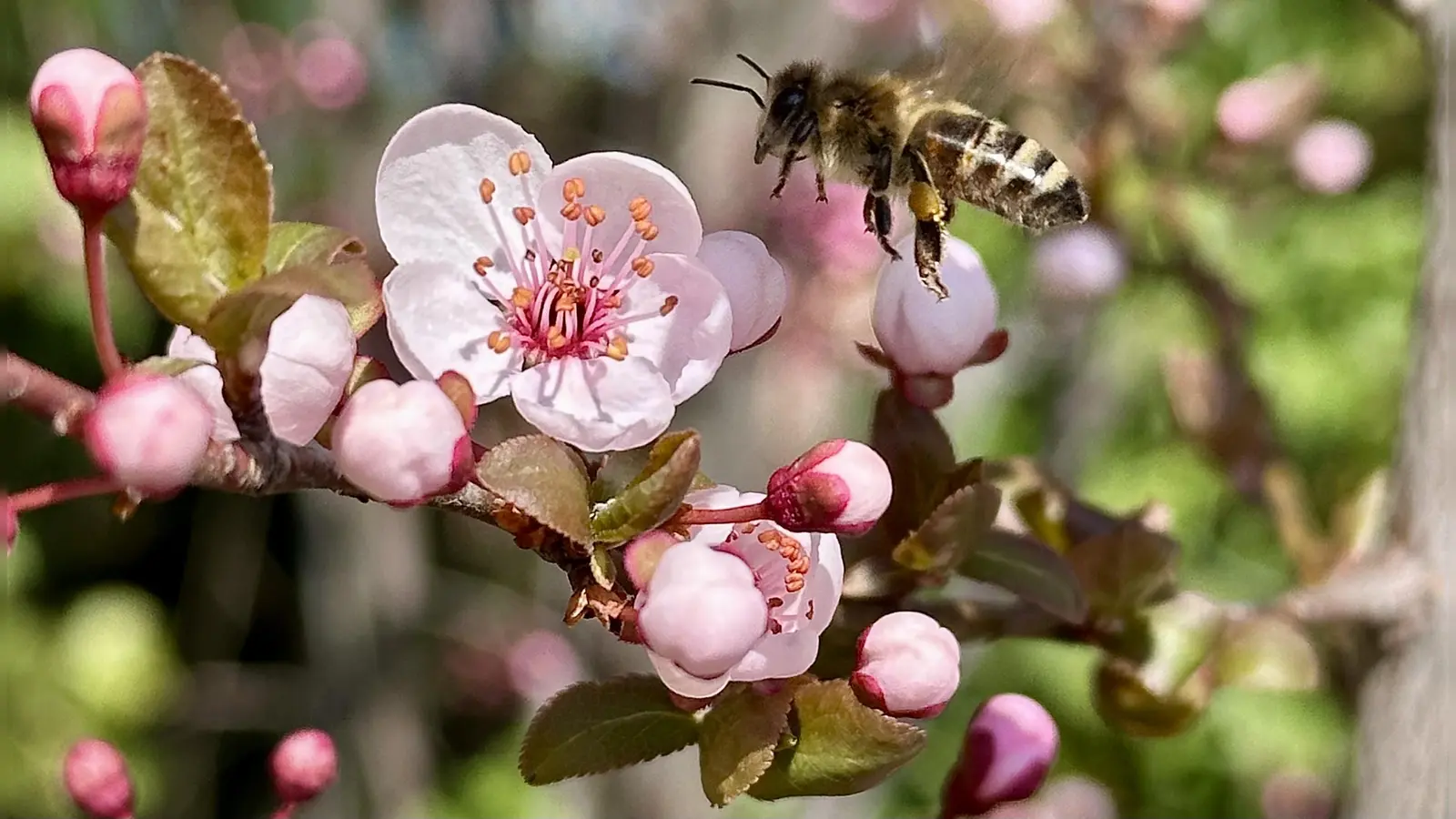 Fleißige Honigbiene - gesehen in Bad Windsheim (Foto: Penelope Meyer)