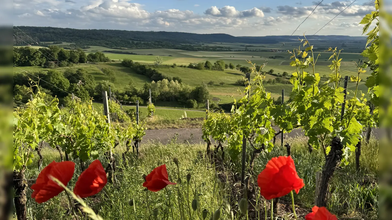Platz 11: Weiter Blick am Ipsheimer Weinberg. (68 Votes) (Foto: Sabine Rettig)