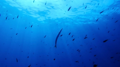 Bisher gibt es für die Hochsee keine einheitlichen Umweltregeln. (Illustration) (Foto: Annika Hammerschlag/AP/dpa)