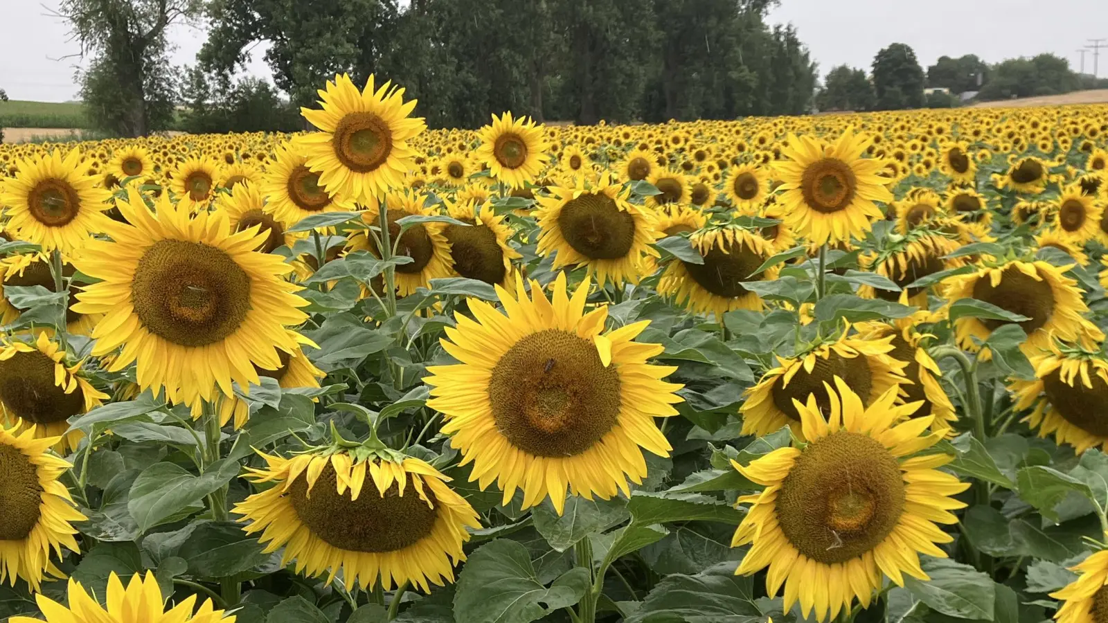 Sonnenpracht – gesehen bei Illesheim (Foto: Erwin Ebner)