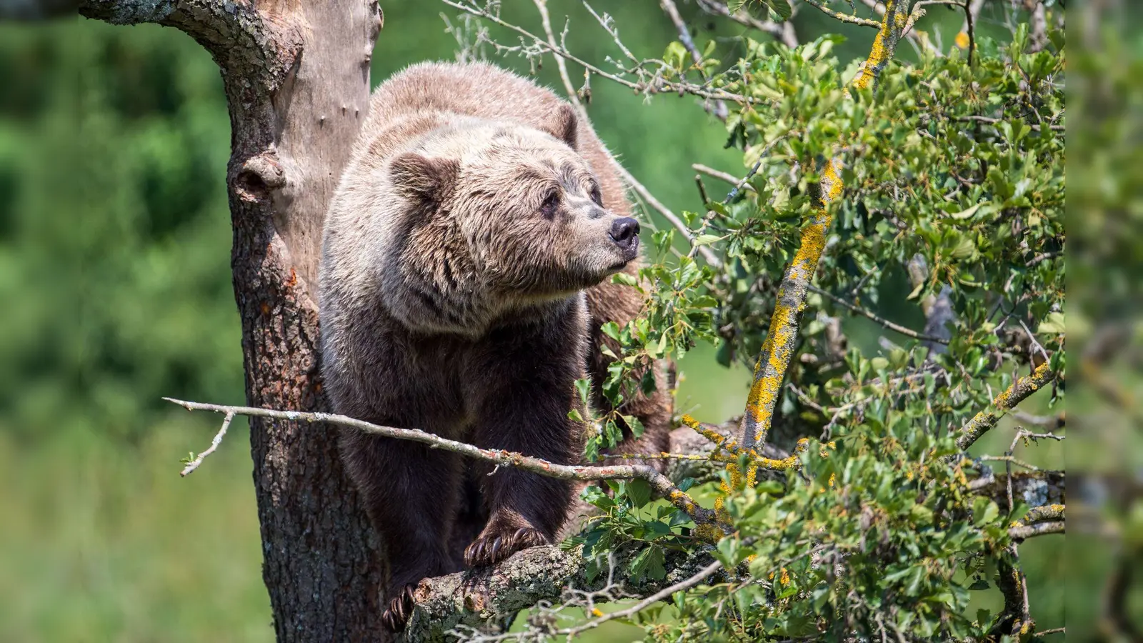 Im Allgäu könnte wieder ein Braunbär unterwegs sein. (Symbolbild) (Foto: Lino Mirgeler/dpa)