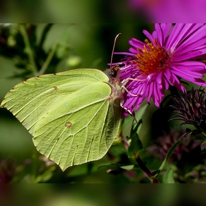 Gut versteckt - gesehen in Brunn (Foto: Erich Kraus)