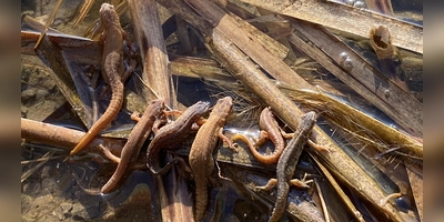 Teich- und Fadenmolche sind schwer voneinander zu unterscheiden. Im Dickicht sind sie gut getarnt. (Foto: Horst Ulsenheimer)