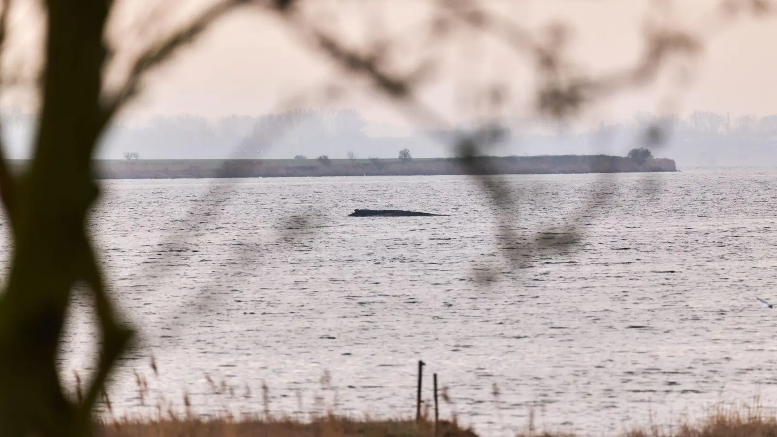 Die Wasserschutzpolizei kann keine Veränderung des Zustands des Wales beobachten (Archivbild). (Foto: Marcus Golejewski/dpa)