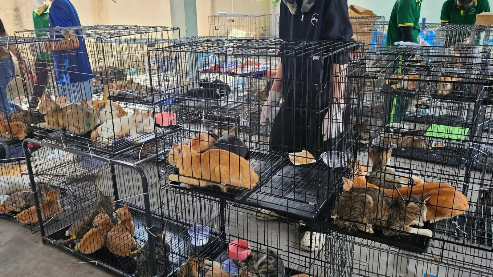 Die beschlagnahmten Katzen haben seelisch und körperlich viel durchgemacht.  (Foto: Phuong Tham / Humane World for Animals/dpa)