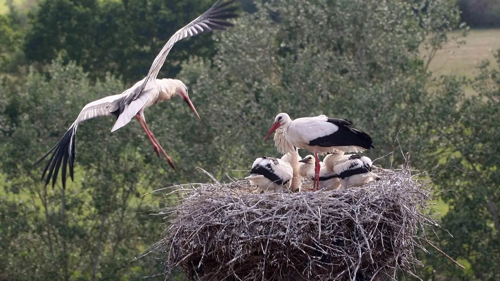 Platz 4: Storchenfamilie über den Dächern (98 Votes). (Foto: Eduard Schmitz)