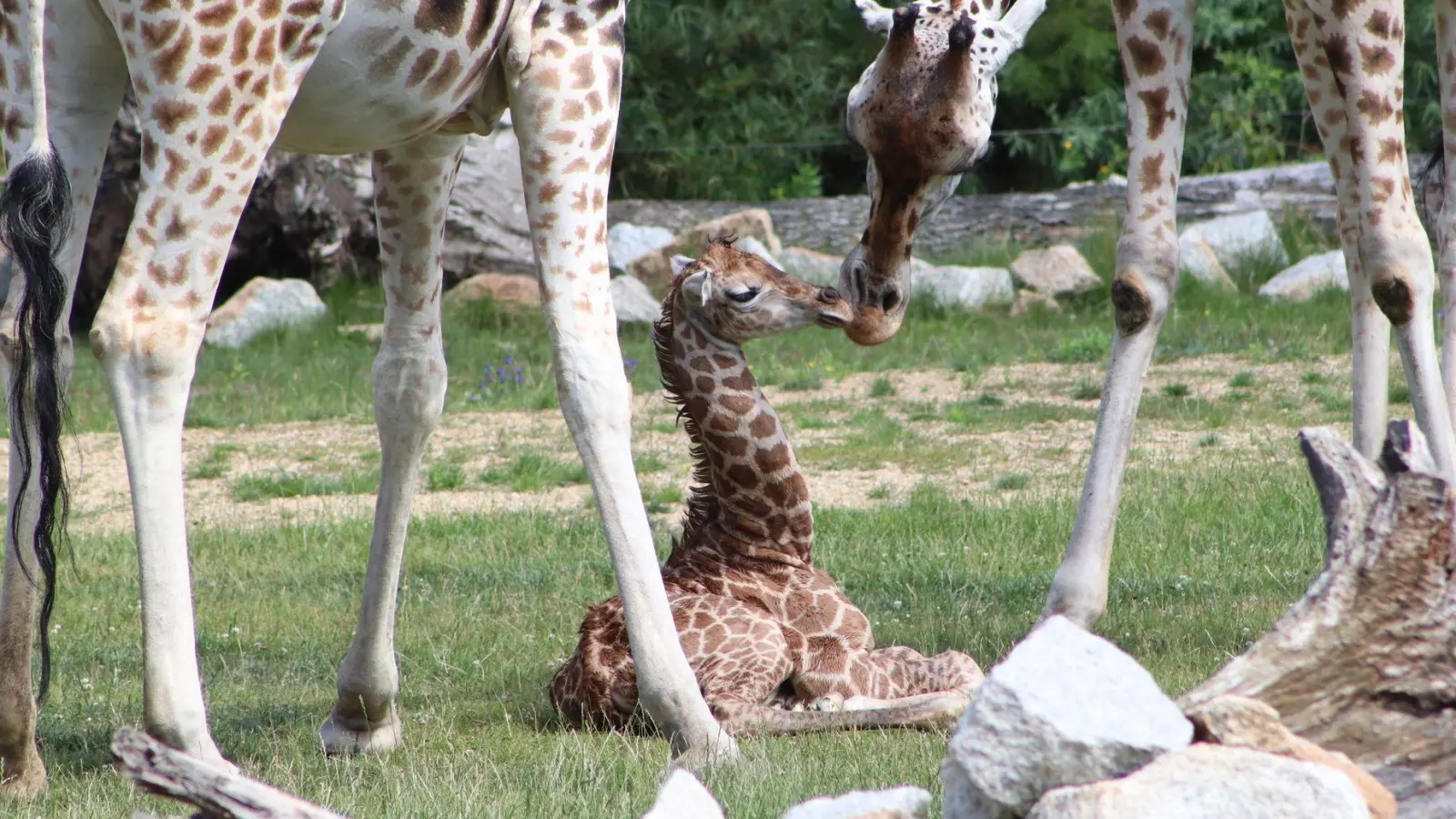 Ein Giraffen-Jungtier in einem Gehege des Berliner Tierparks. (Foto: Tierpark Berlin/dpa)