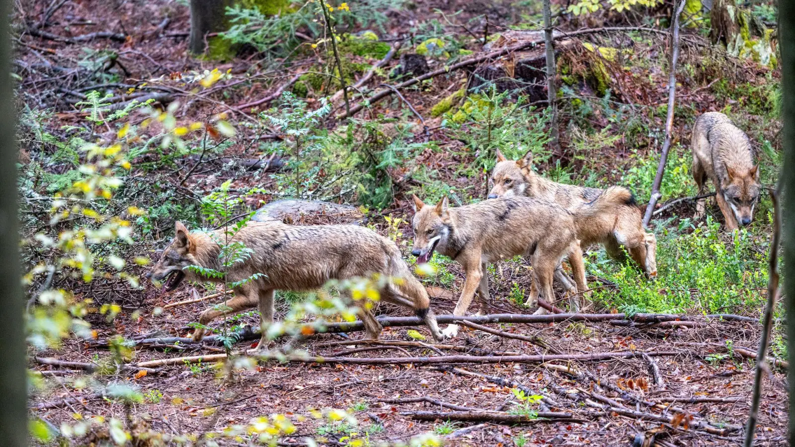 Ungeachtet der seit Jahren emotional geführten Debatte über Abschüsse von Wölfen in Bayern zeigt die Statistik, dass es im Freistaat nach wie vor nur wenige Rudel gibt. (Illustration) (Foto: Armin Weigel/dpa)