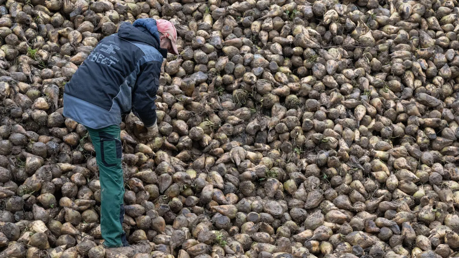 Zuckerrüben sind von einem kleinen Insekt bedroht, der Schilf-Glasflügelzikade. (Archivbild) (Foto: Marijan Murat/dpa)