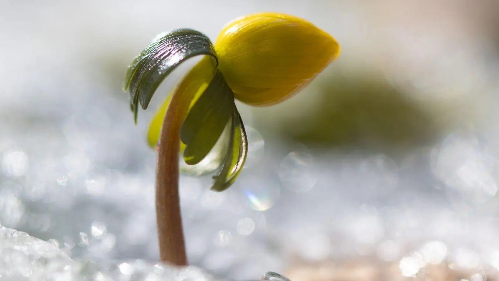 Wenn es wieder wärmer wird, erwacht die Natur. (Foto: Sebastian Kahnert/dpa)