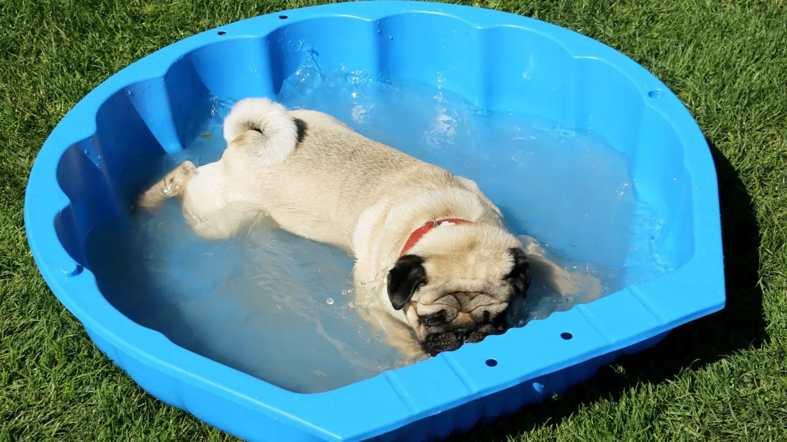 Auch Tiere brauchen bei den warmen Temperaturen eine Abkühlung. Dieser Mops genießt ein Bad im Planschbecken. (Foto: Stephan Jansen/dpa/dpa-tmn)