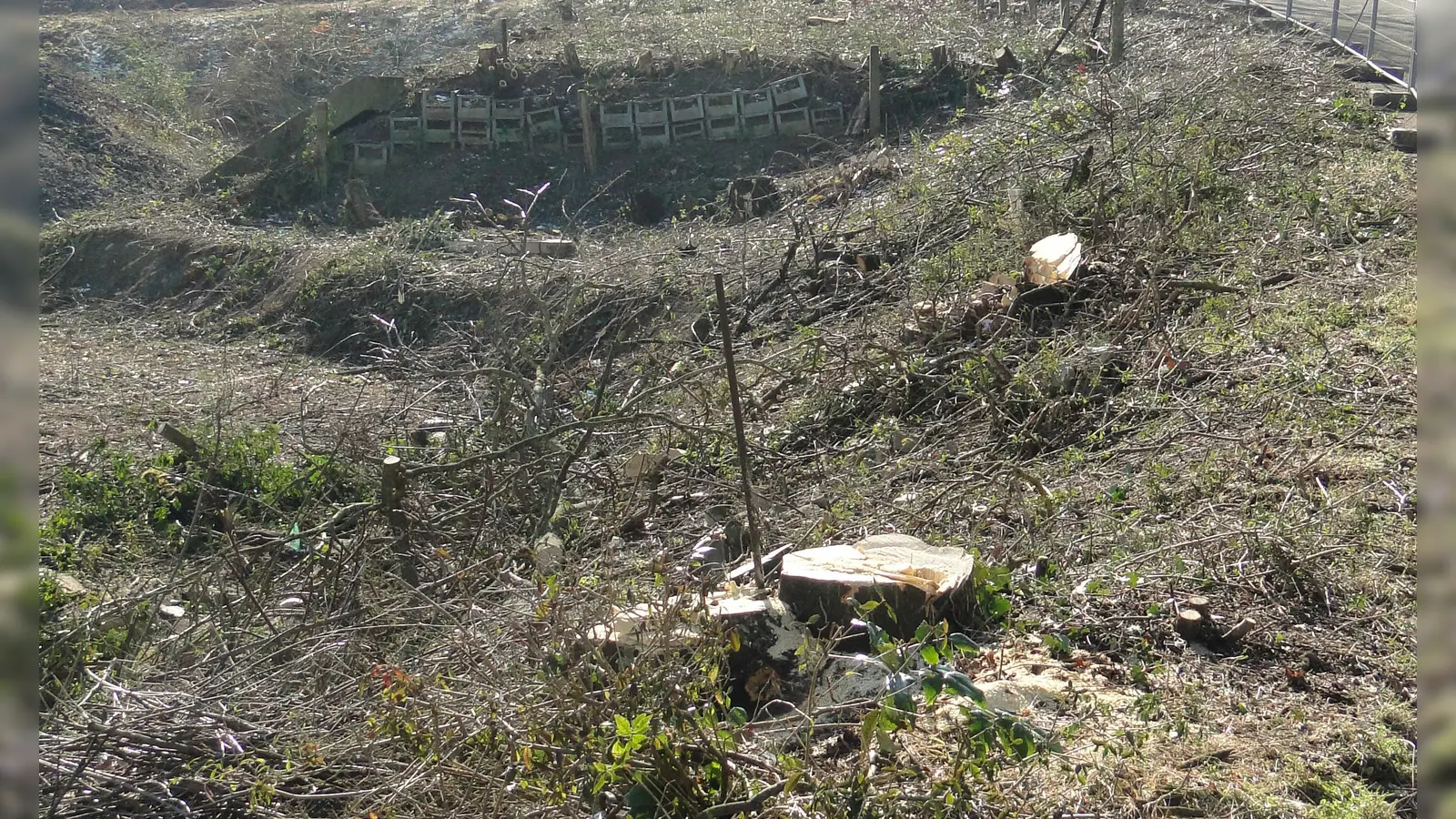 Nur noch die Stümpfe von den abgesägten Bäumen stehen auf dem Areal. (Foto: Winfried Vennemann)