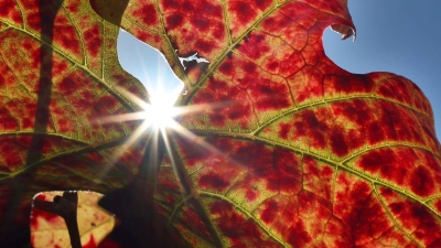 Großteils freundliche Herbsttage stehen in Bayern bevor. (Foto: Karl-Josef Hildenbrand/dpa)