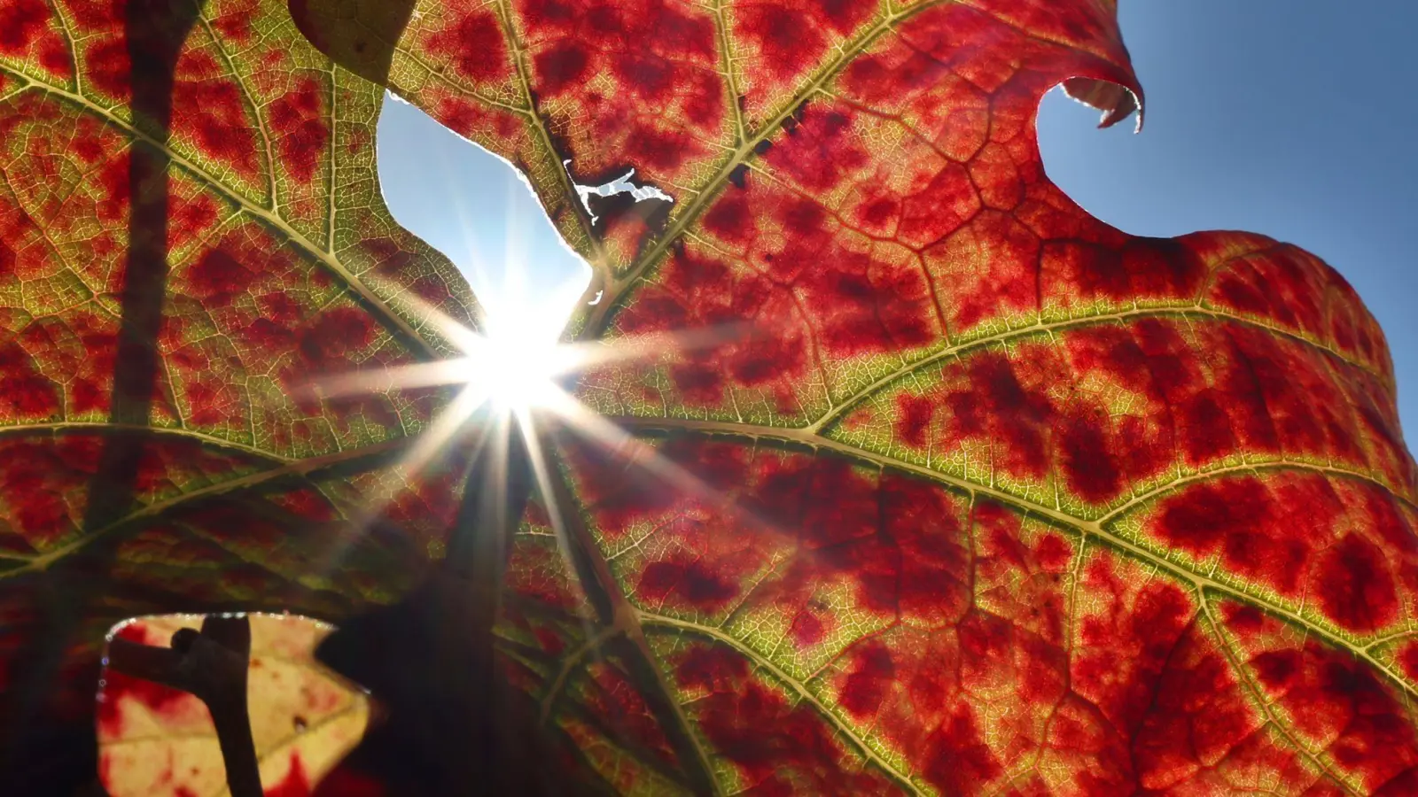 Großteils freundliche Herbsttage stehen in Bayern bevor. (Foto: Karl-Josef Hildenbrand/dpa)