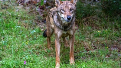 Der Wolf soll ins bayerische Jagdrecht aufgenommen werden. (Symbolbild) (Foto: Armin Weigel/dpa)