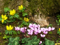 Farbenfrohe Frühlingsboten - gesehen bei Rothenburg (Foto: Regina Hümmer)