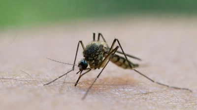 Durch einen Mückenstich soll sich ein Mann im Landkreis Aschaffenburg mit dem West-Nil-Virus angesteckt haben. (Symbolbild) (Foto: Patrick Pleul/dpa-Zentralbild/dpa)