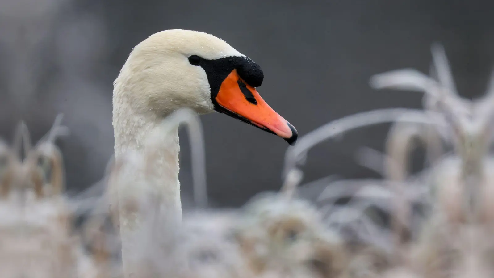 In Weißdorf wurde ein Schwan mutmaßlich mit einer Steinschleuder beschossen und verletzt. Ein Tierarzt musste das Projektil entfernen. (Symbolbild) (Foto: Thomas Warnack/dpa)
