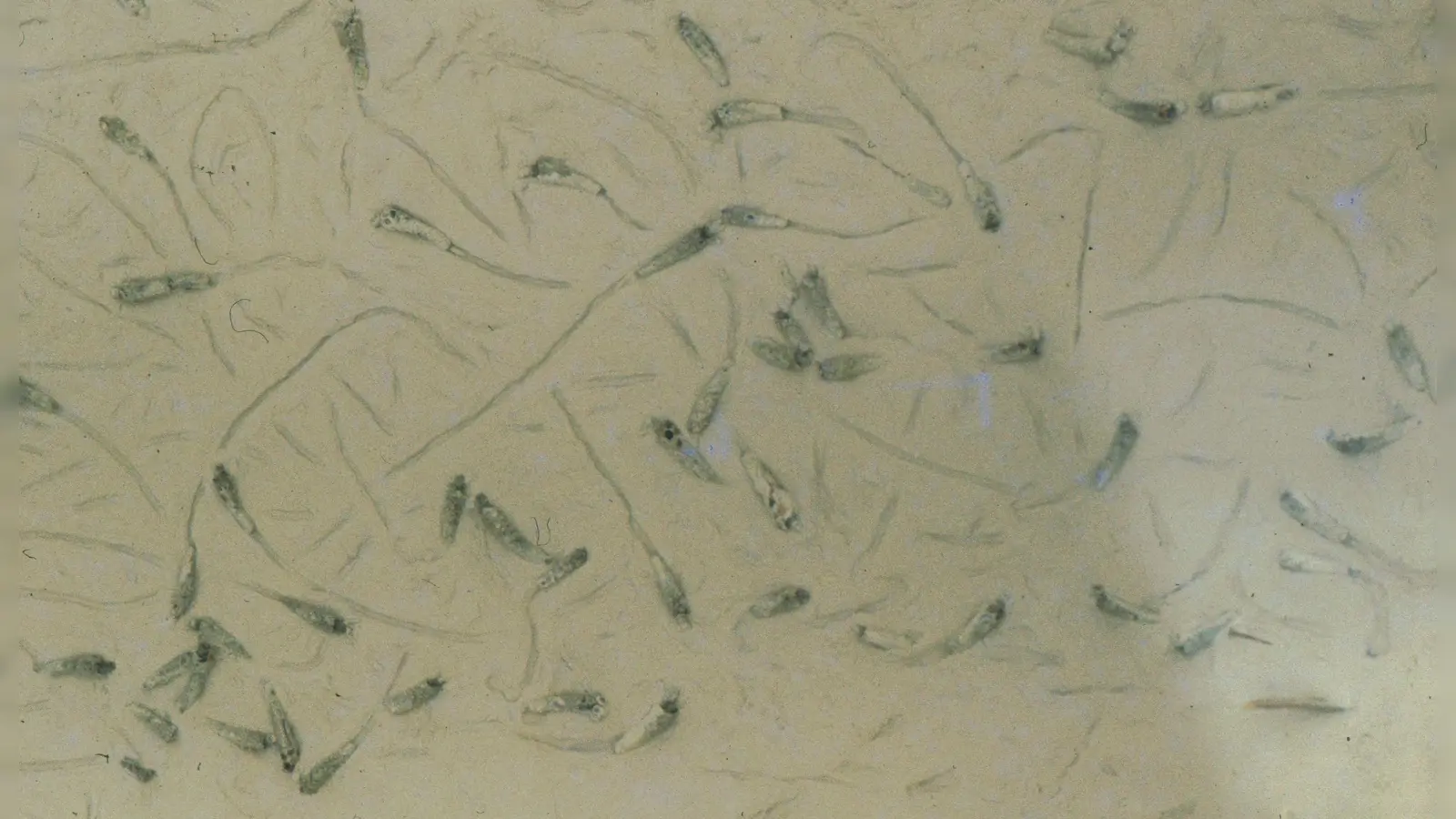 Fast ihr gesamtes Leben verbringt auch die Köcherfliege als Larve im Wasser. (Foto: Ulrich Meßlinger)