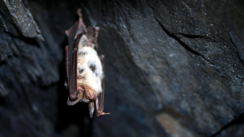 In Bayern gibt es 25 verschiedene Fledermaus-Arten, viele davon gelten als bedroht. (Symbolbild) (Foto: Pia Bayer/dpa/dpa-tmn)