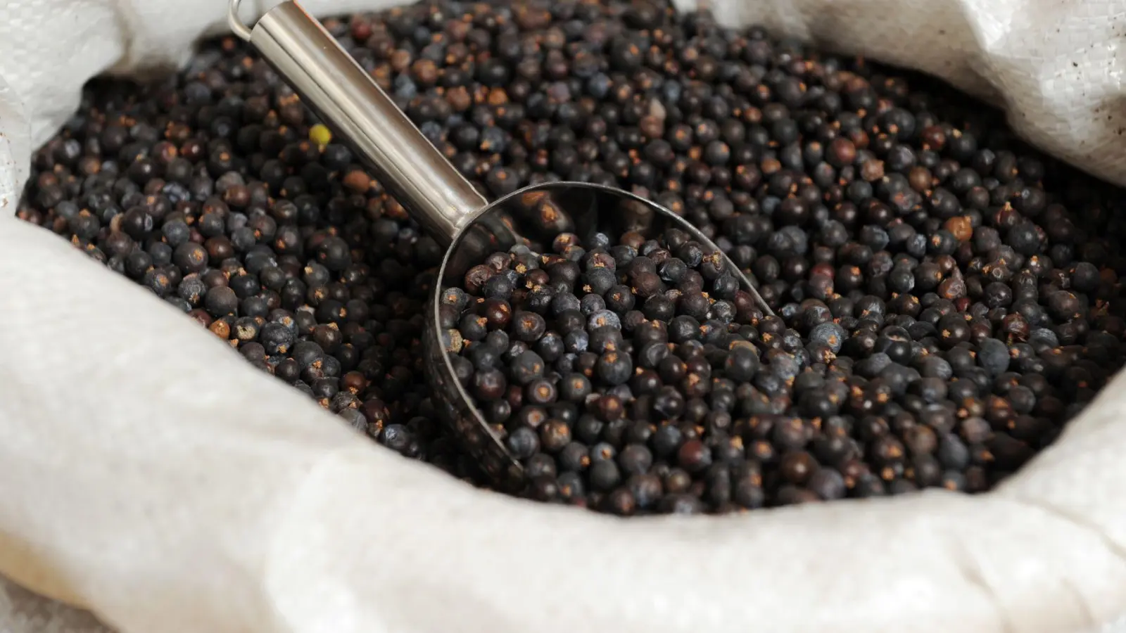Wacholderbeeren verfeinern mit ihrem harzig-würzigen Aroma besonders deftige Gerichte. (Foto: Tobias Hase/dpa-tmn)