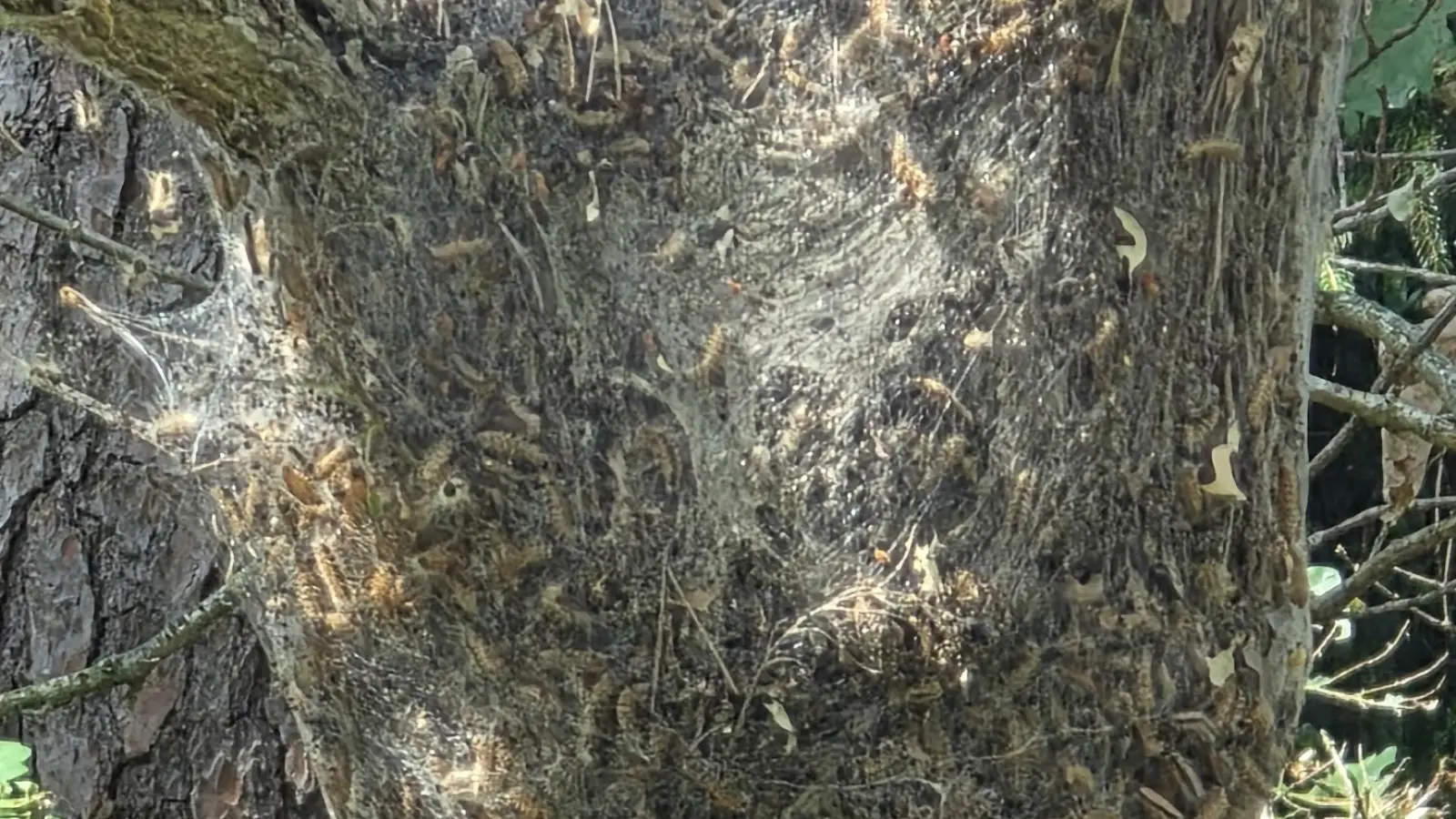 Ein mit Eichenprozessionsspinnern befallener Baum: Die Raupen den Schmetterlings können gesundheitliche Risiken darstellen und Eichen schädigen. (Foto: Florian Vogel)