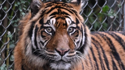 Sumatra-Tiger kommen nur auf der gleichnamigen Insel vor, aber es werden immer weniger. (Archivbild) (Foto: Arne Dedert/dpa)