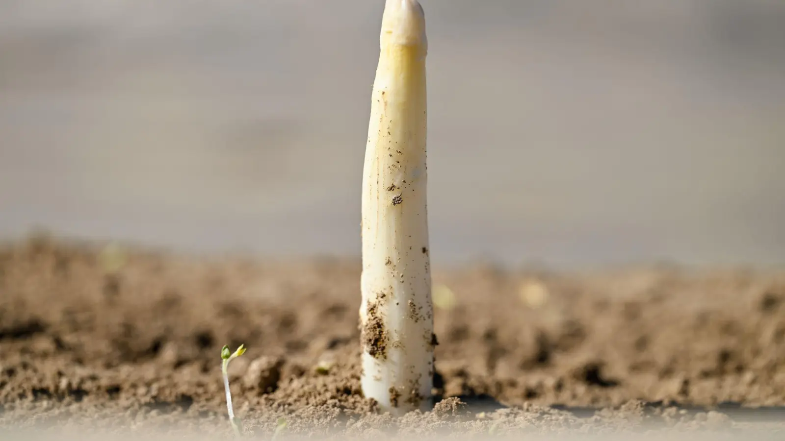 Der erste Spargel (Foto: Uwe Anspach/dpa)