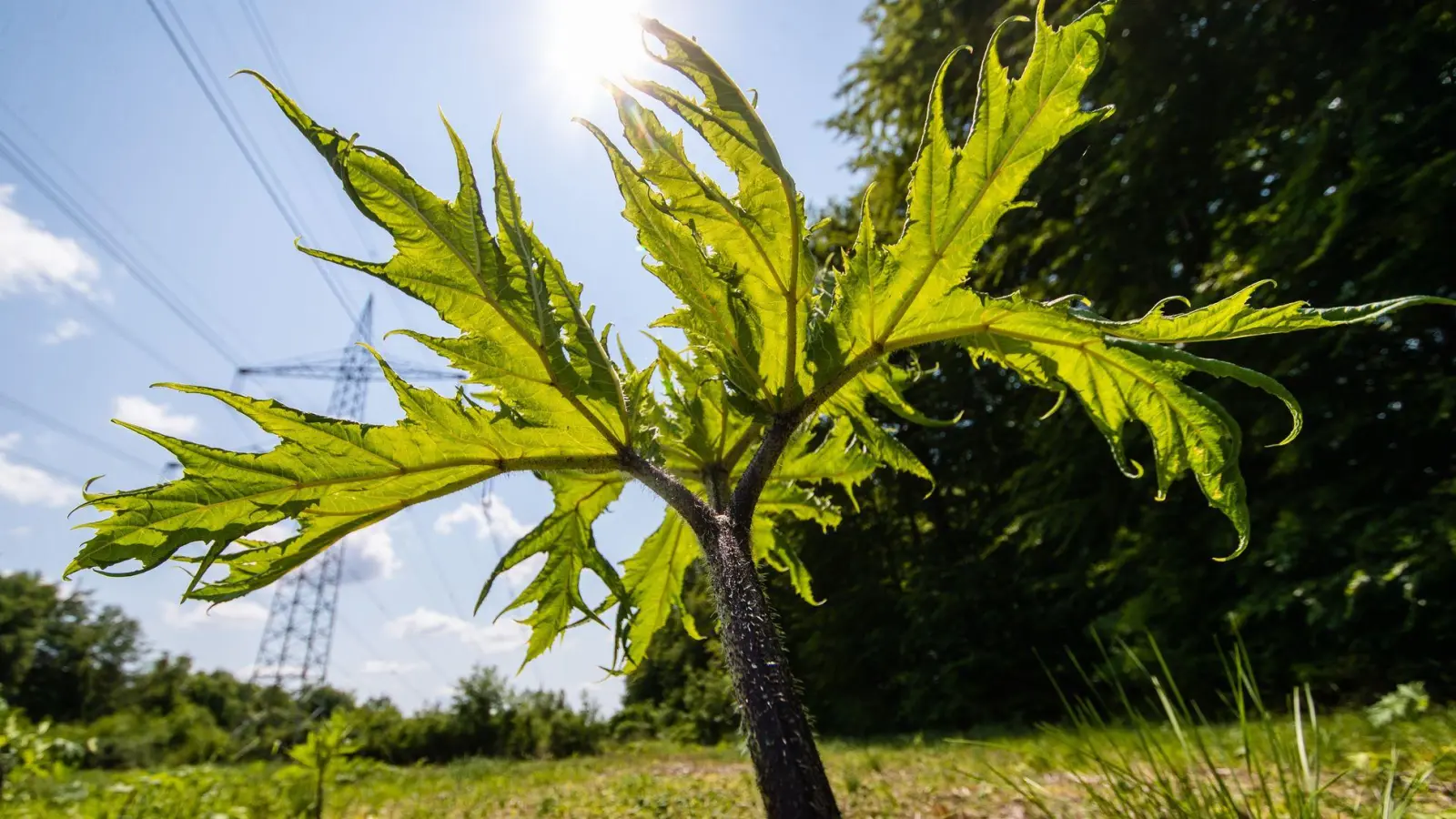 Der Saft des Riesenbärenklau ist gefährlich und kann Verbrennungen auf der Haut auslösen. (Foto: Christoph Schmidt/dpa/dpa-tmn)
