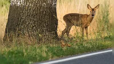 Mit der Umstellung auf Sommerzeit fällt ein Teil des morgendlichen Berufsverkehrs für Wochen wieder in die Dämmerung. Damit steigt die Gefahr von Wildunfällen. (Foto: Patrick Pleul/dpa/dpa-tmn)
