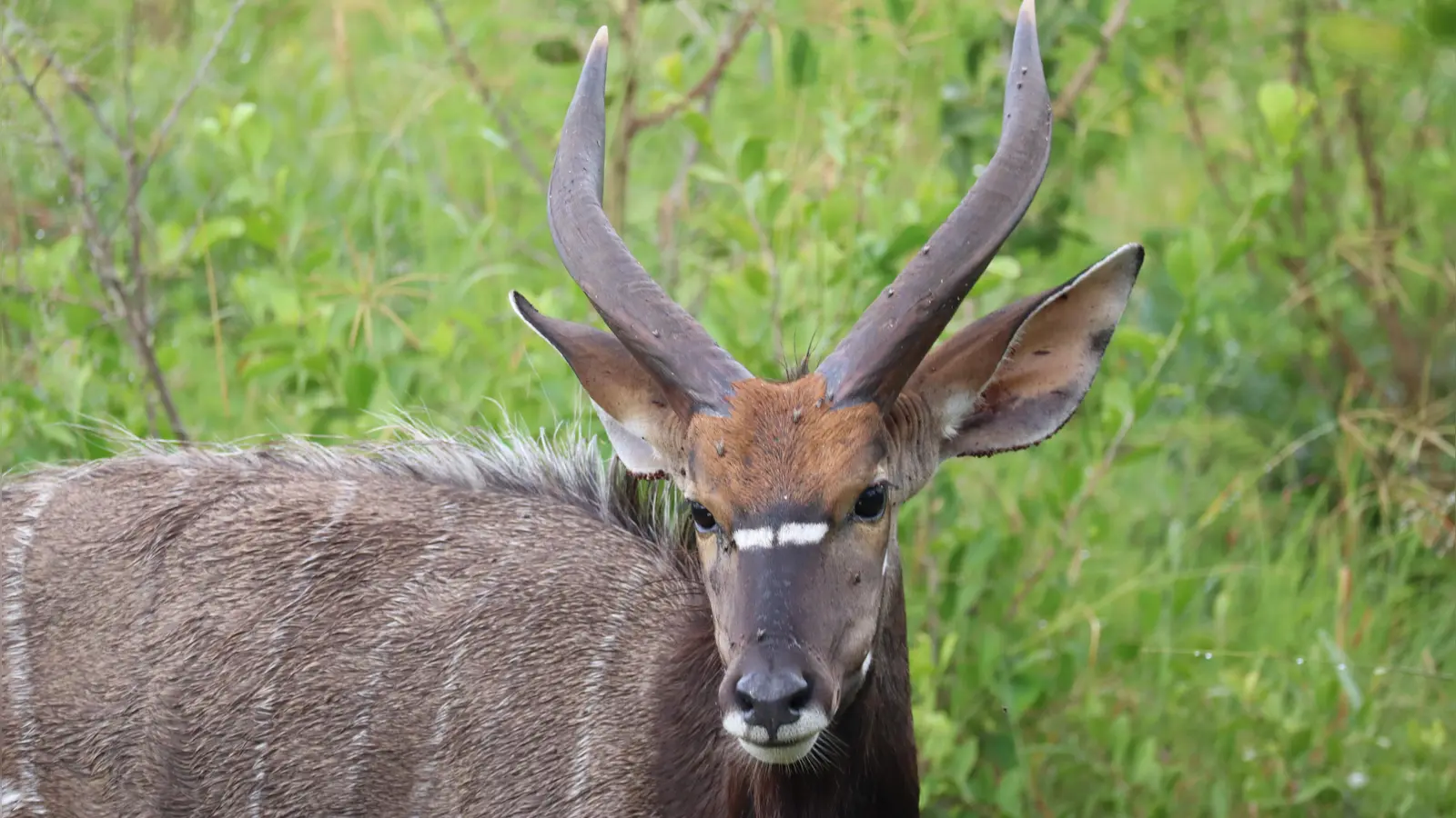 Nyalas sind an ihrer einzigartigen Fellfärbung zu erkennen. Im Hluhluwe-iMfolozi Park gibt es besonders viele von ihnen. (Foto: Gudrun Bayer)